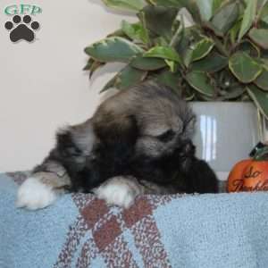 Black Jack, Lhasa Apso Puppy